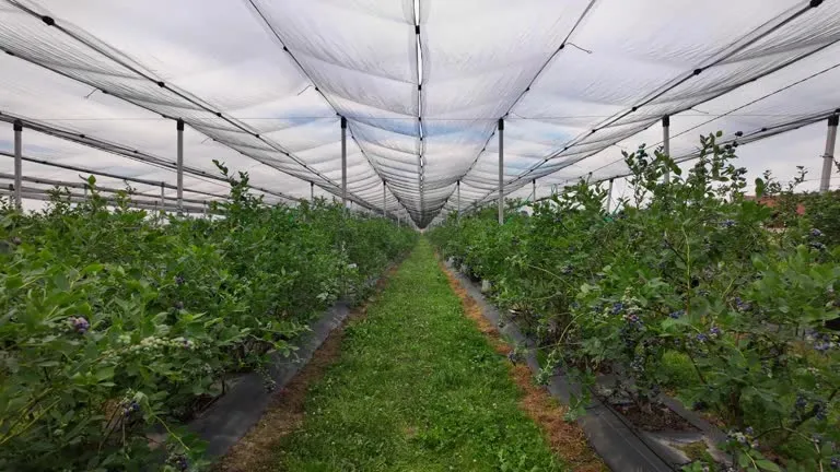 20260115 smart agricultural nets.png